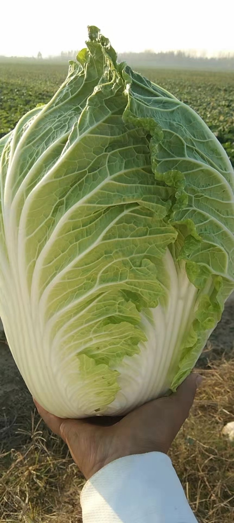 宁夏中卫大白菜产地直发，货源充足，保质保量