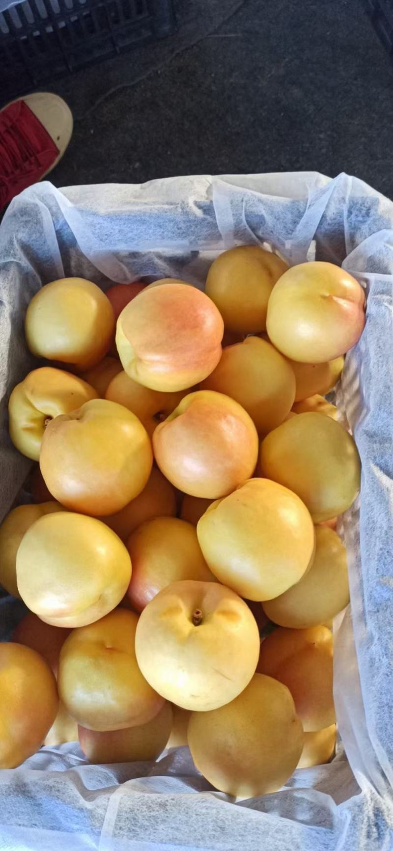精品油八