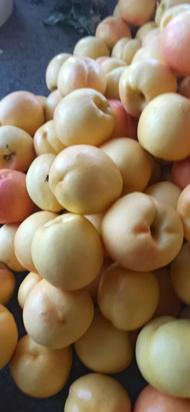 精品油八