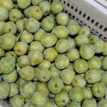 青奈李，冷库果