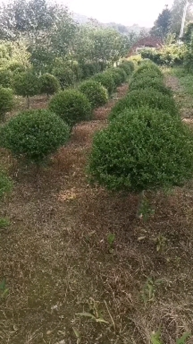 售精品朝鲜黄杨球