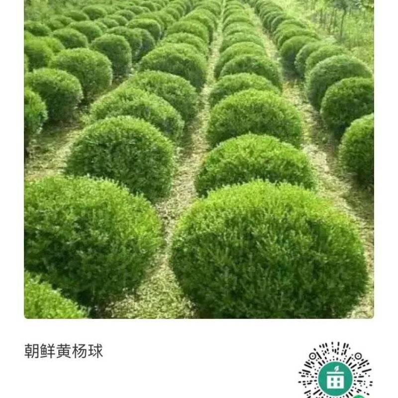 售精品朝鲜黄杨球