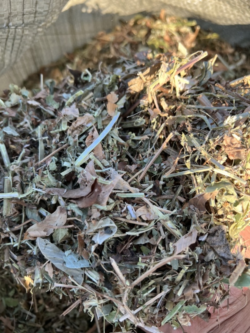 2022年新鲜花生秧，无土无膜必须精品！