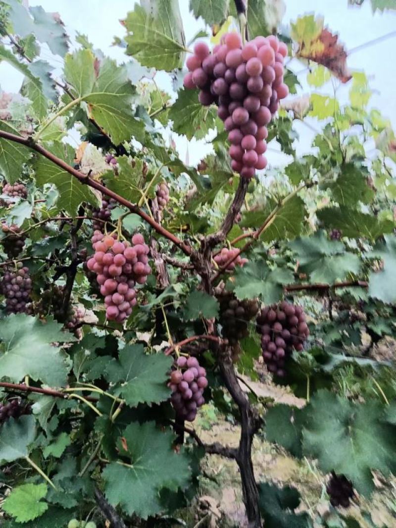 套袋精品巨峰大量上市欢迎大中小的老板联系