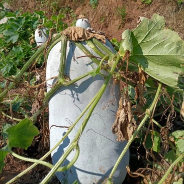 白皮冬瓜，基地实拍，货源充足。有需要的老板欢迎下单
