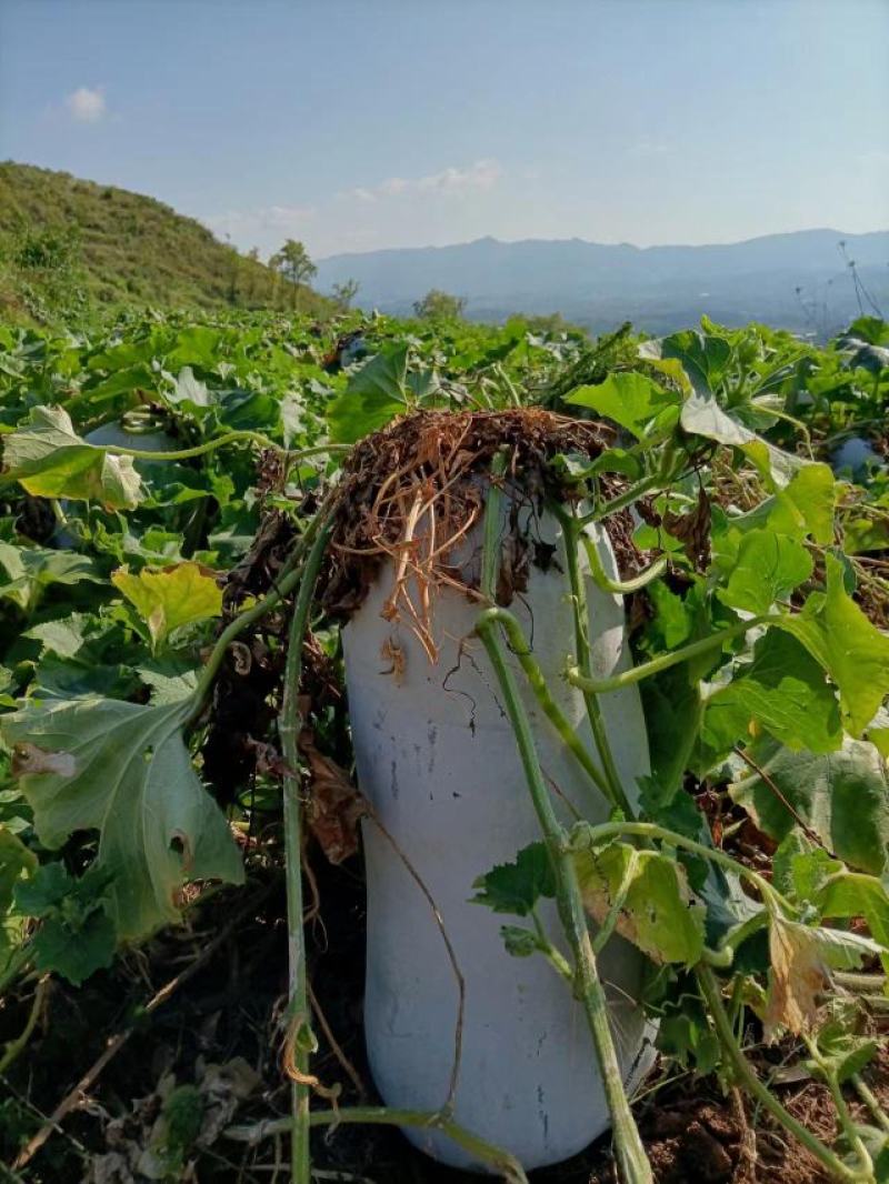 白皮冬瓜，基地实拍，货源充足。有需要的老板欢迎下单