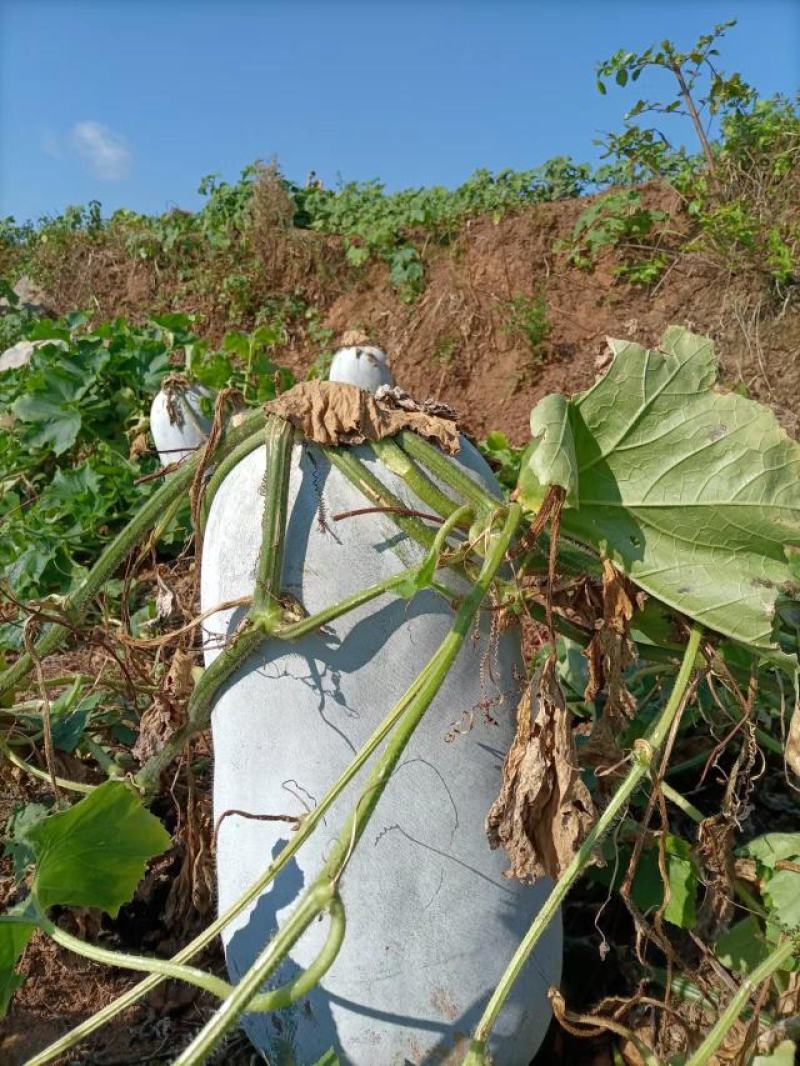 白皮冬瓜，基地实拍，货源充足。有需要的老板欢迎下单