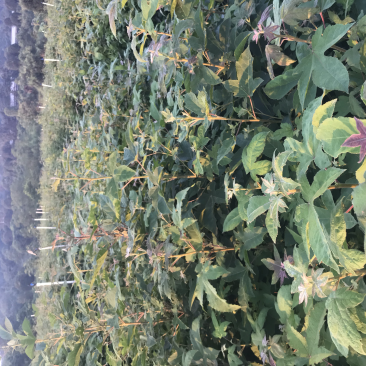 枫香18无纺布袋，造林苗种植基地大量供应造林苗，面议详谈