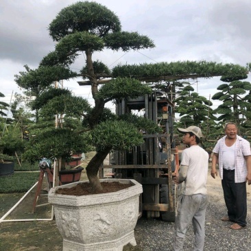 罗汉松造型盆景台湾金钻贵妃罗汉松造型盆景
