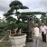 罗汉松造型盆景台湾金钻贵妃罗汉松造型盆景