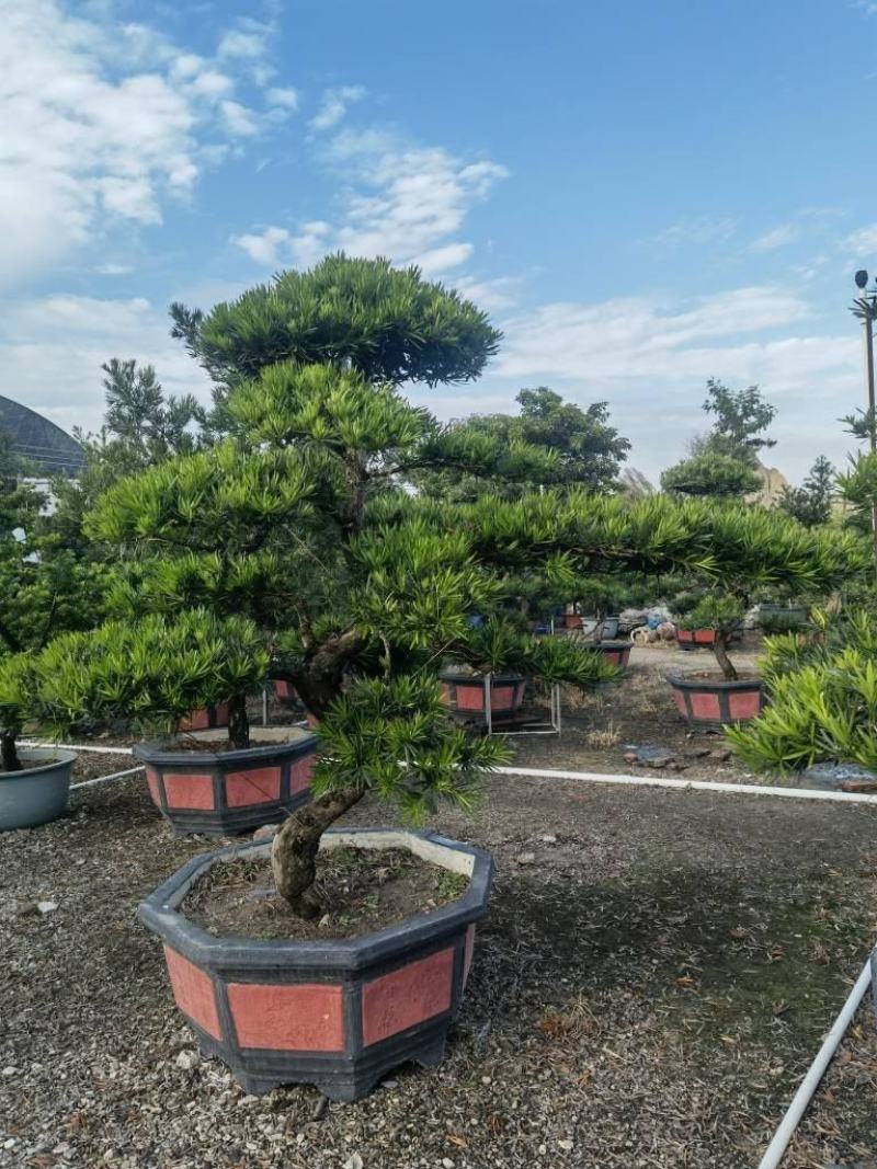 罗汉松造型盆景台湾金钻贵妃罗汉松造型盆景