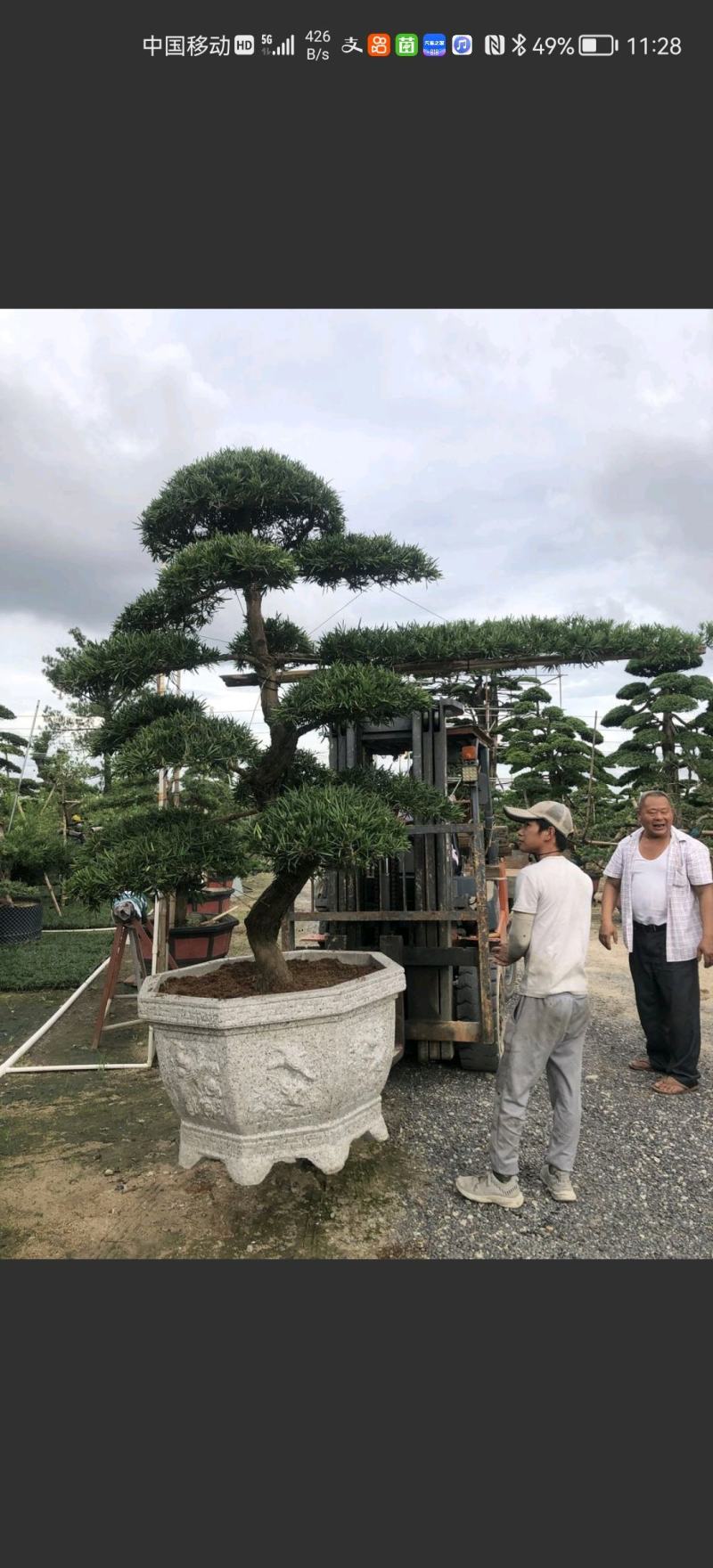 罗汉松造型盆景台湾金钻贵妃罗汉松造型盆景