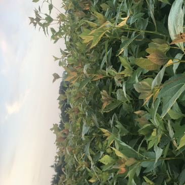 檫木、檫树，18无纺布袋造林苗种植基地大量供应面议详谈