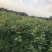 檫木、檫树，18无纺布袋造林苗种植基地大量供应面议详谈