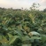 檫木、檫树，18无纺布袋造林苗种植基地大量供应面议详谈
