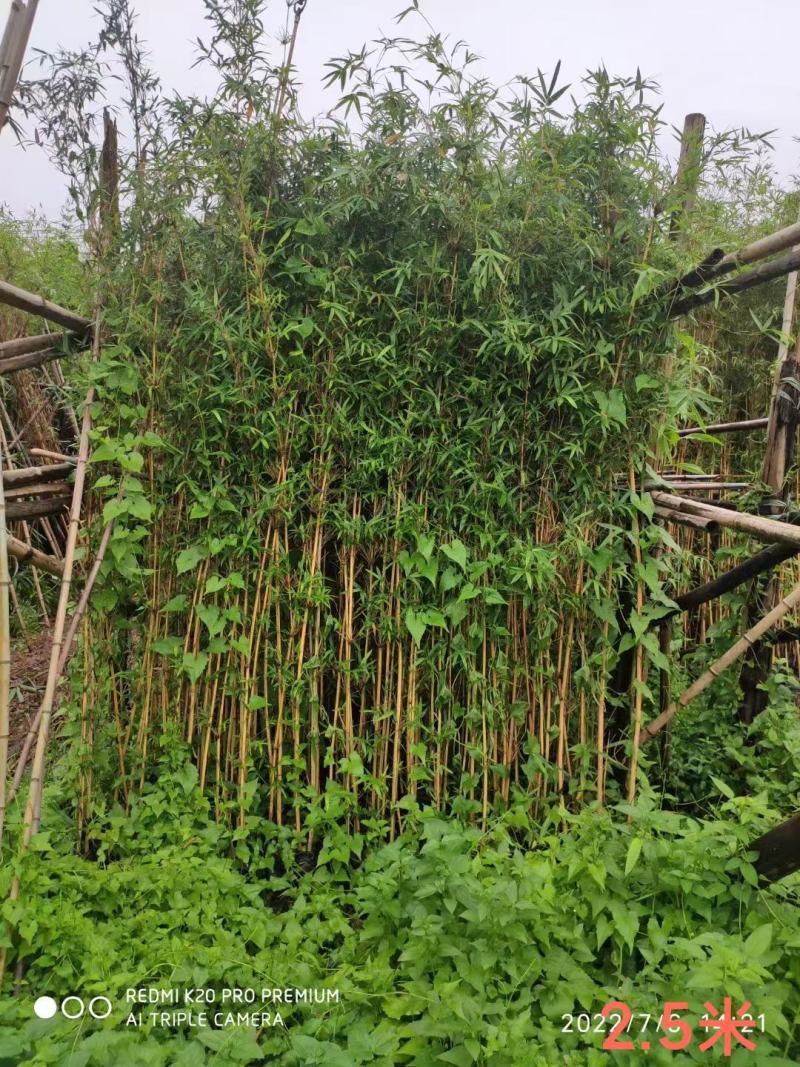 城市之美黄金竹金光闪闪，让城市美丽闪起来