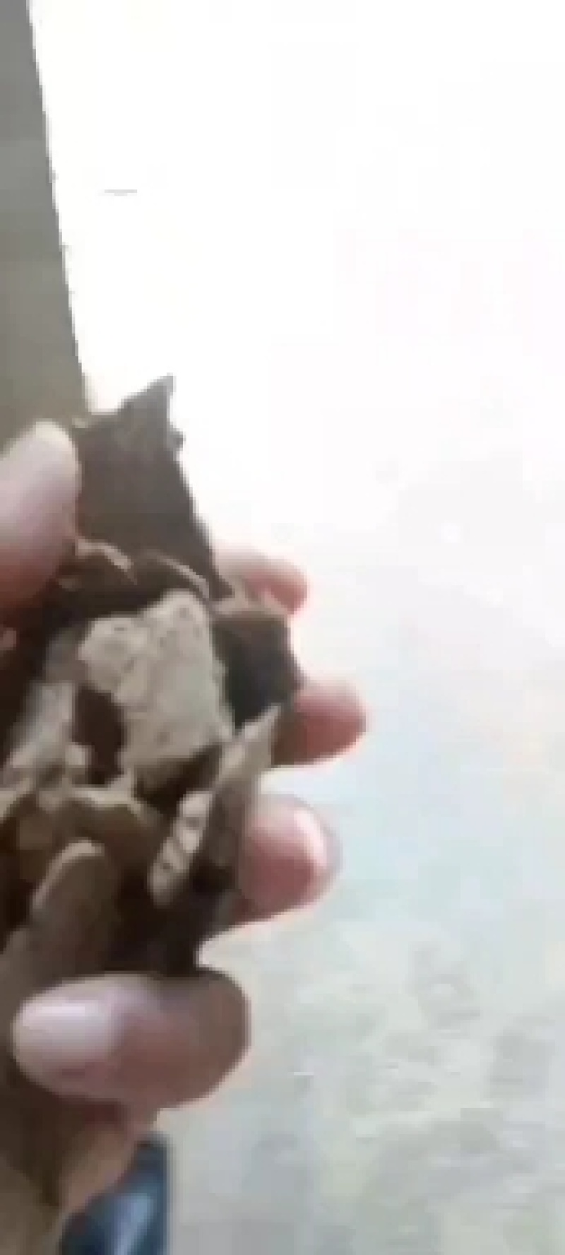 南瓜籽饼现货，袋装上车，牛羊养殖专用好货