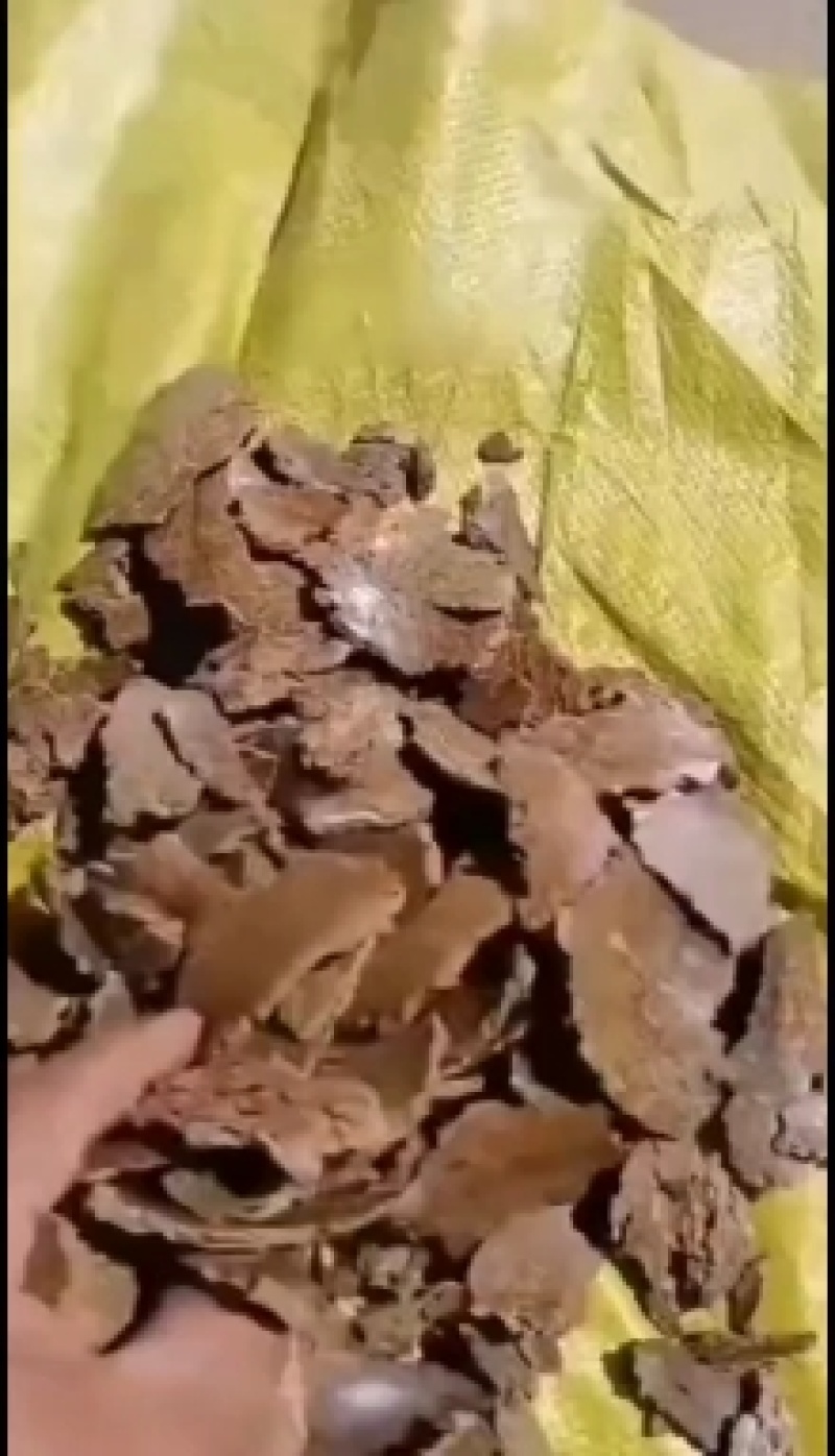 南瓜籽饼现货，袋装上车，牛羊养殖专用好货