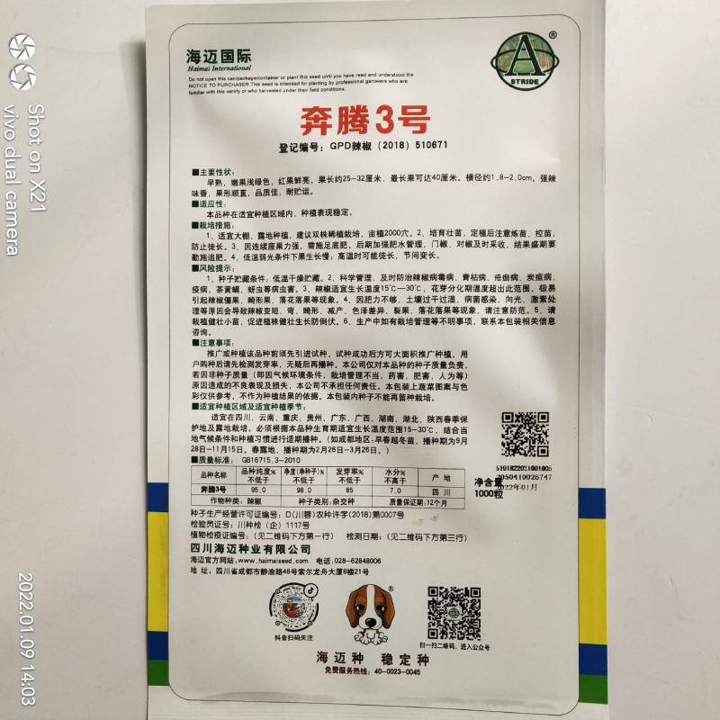 海迈奔腾3号线椒种子杂交一代长线椒品种种子