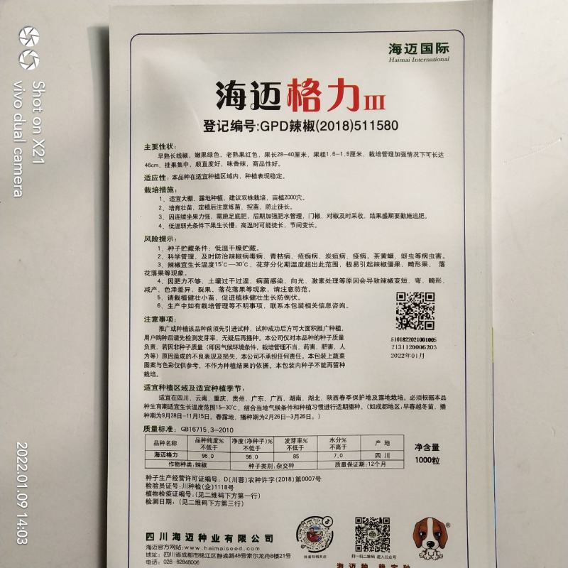 海迈奔腾3号线椒种子杂交一代长线椒品种种子