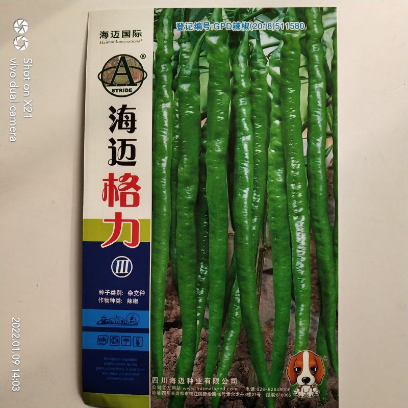 海迈奔腾3号线椒种子杂交一代长线椒品种种子