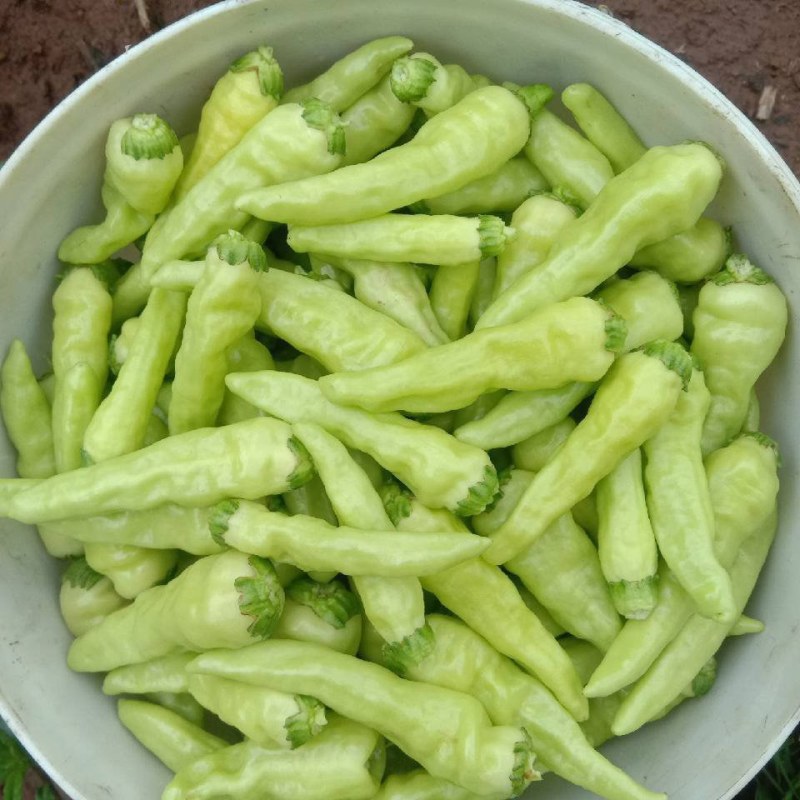 小米辣