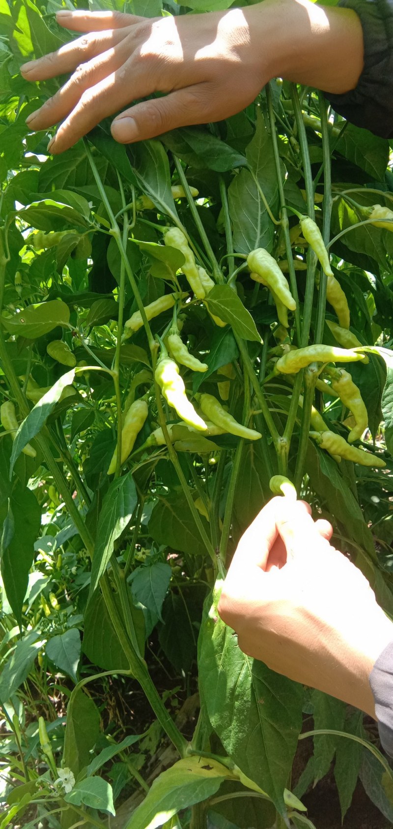 小米辣