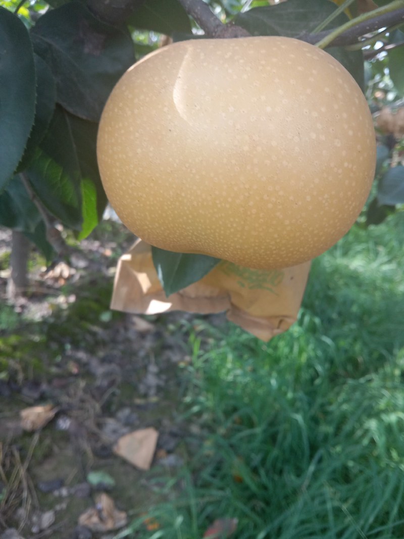 秋月梨