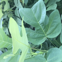 马褂木、鹅掌楸袋苗，造林苗种植基地大量供应造林袋苗，面议