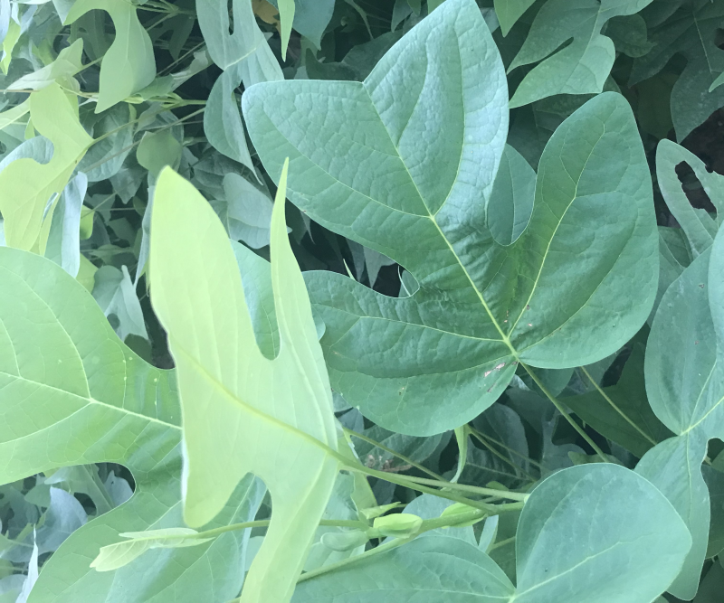马褂木、鹅掌楸袋苗，造林苗种植基地大量供应造林袋苗，面议