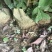 马褂木、鹅掌楸袋苗，造林苗种植基地大量供应造林袋苗，面议