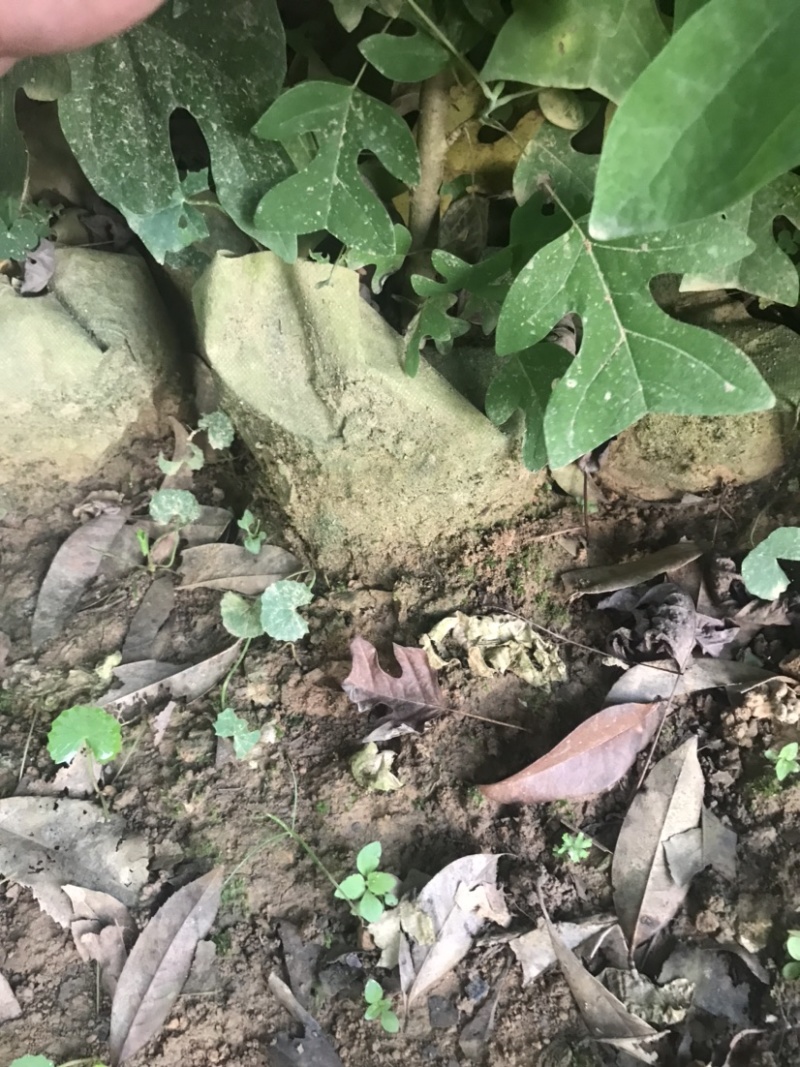 马褂木、鹅掌楸袋苗，造林苗种植基地大量供应造林袋苗，面议