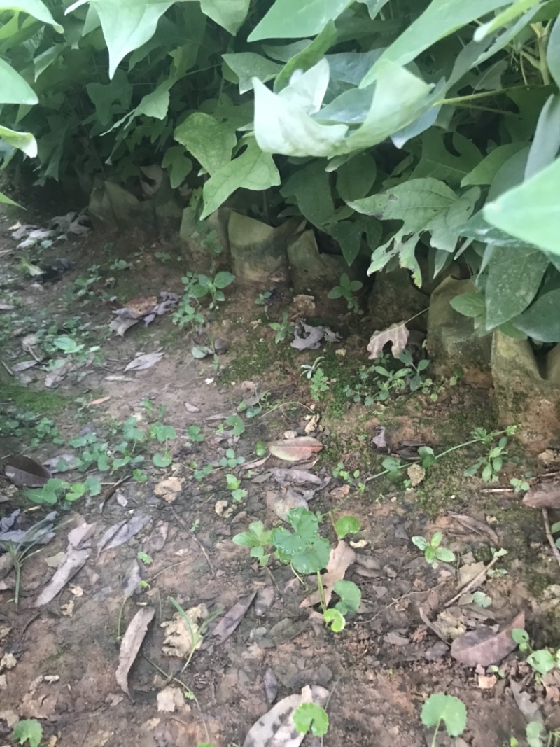 马褂木、鹅掌楸袋苗，造林苗种植基地大量供应造林袋苗，面议