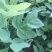 马褂木、鹅掌楸袋苗，造林苗种植基地大量供应造林袋苗，面议