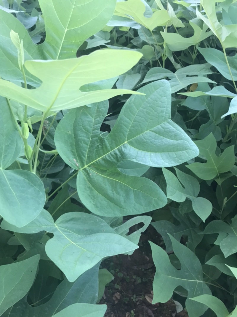 马褂木、鹅掌楸袋苗，造林苗种植基地大量供应造林袋苗，面议