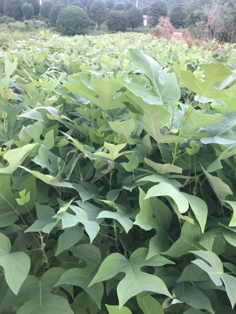 马褂木、鹅掌楸袋苗，造林苗种植基地大量供应造林袋苗，面议
