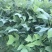 马褂木、鹅掌楸袋苗，造林苗种植基地大量供应造林袋苗，面议