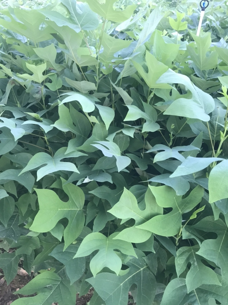 马褂木、鹅掌楸袋苗，造林苗种植基地大量供应造林袋苗，面议