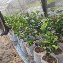 香水柠檬树苗