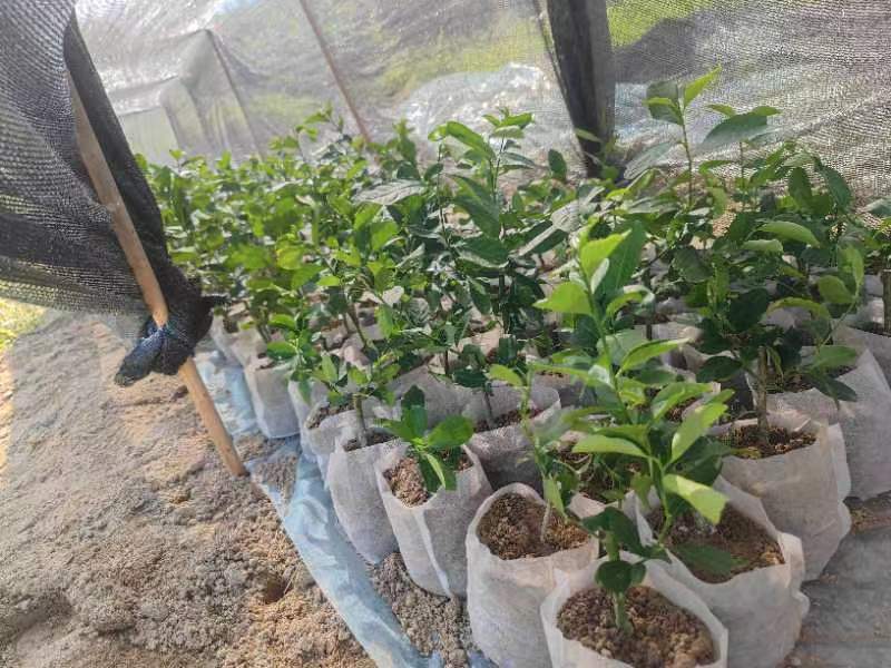 香水柠檬树苗