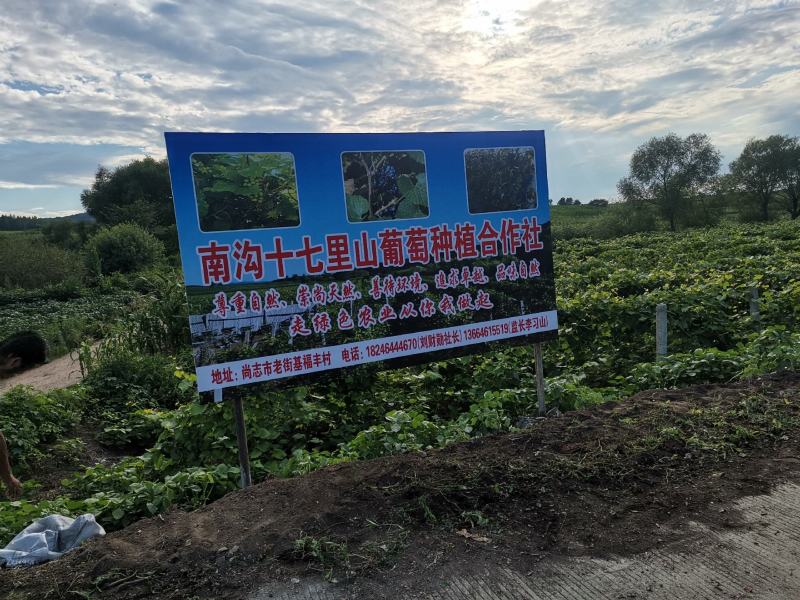 果酒-葡萄酒南沟十七里红山葡萄酒厂区现货价格便宜