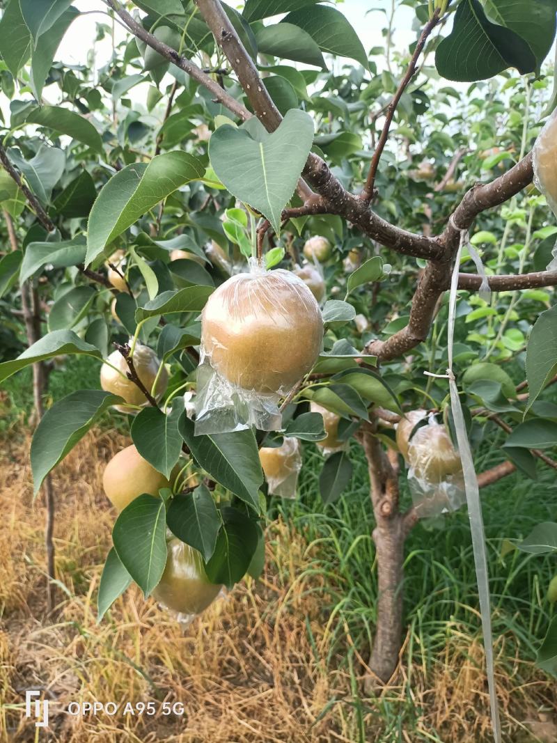 玉露香梨