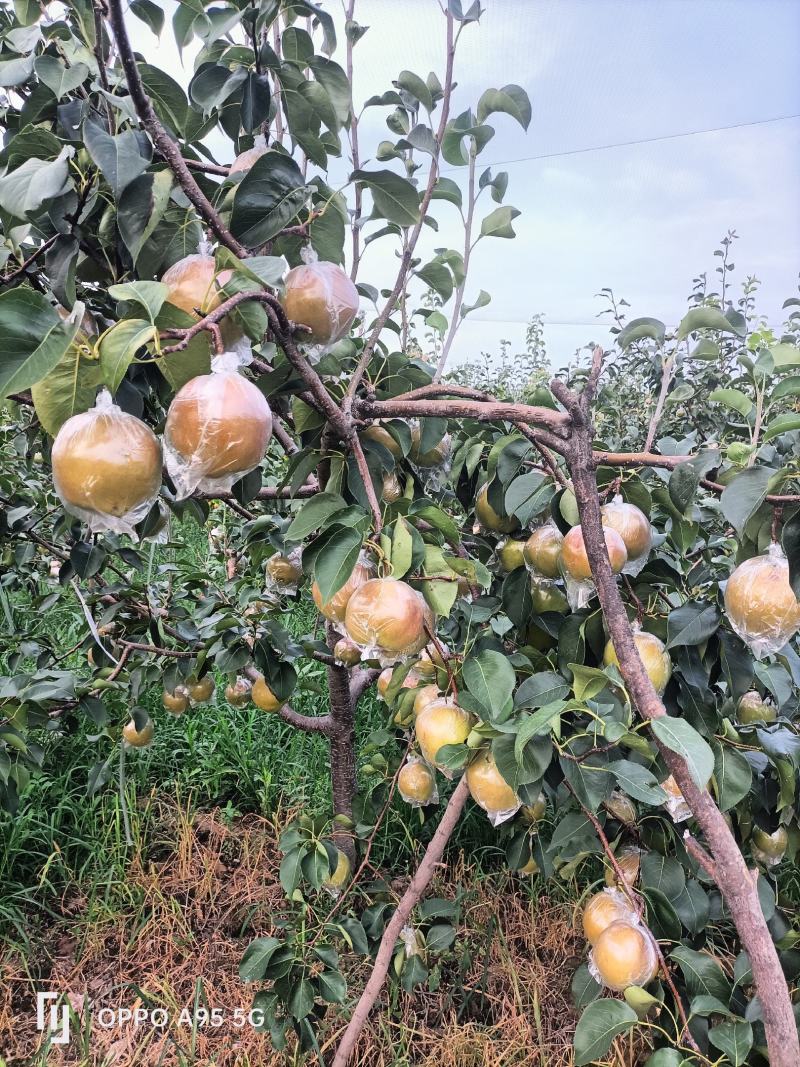 玉露香梨