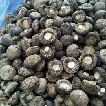 河南干香菇优质手挑纯面头肉厚形圆产地直批量大稳定