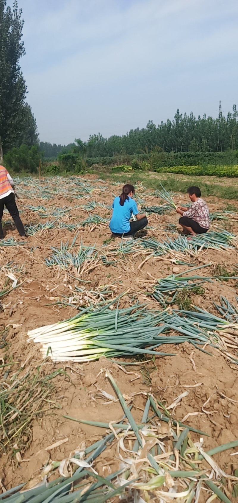 长白沟葱，产地直发，质量保证