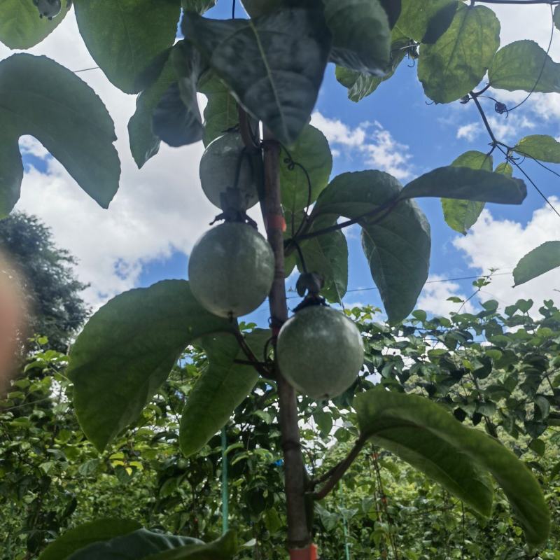 超甜的钦蜜九号，每一颗果都保证新鲜！拒绝参假