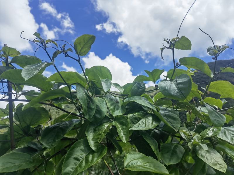 超甜的钦蜜九号，每一颗果都保证新鲜！拒绝参假