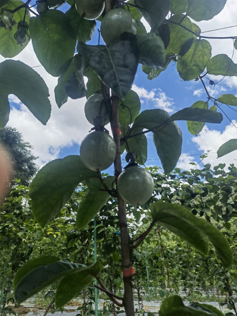 超甜的钦蜜九号，每一颗果都保证新鲜！拒绝参假