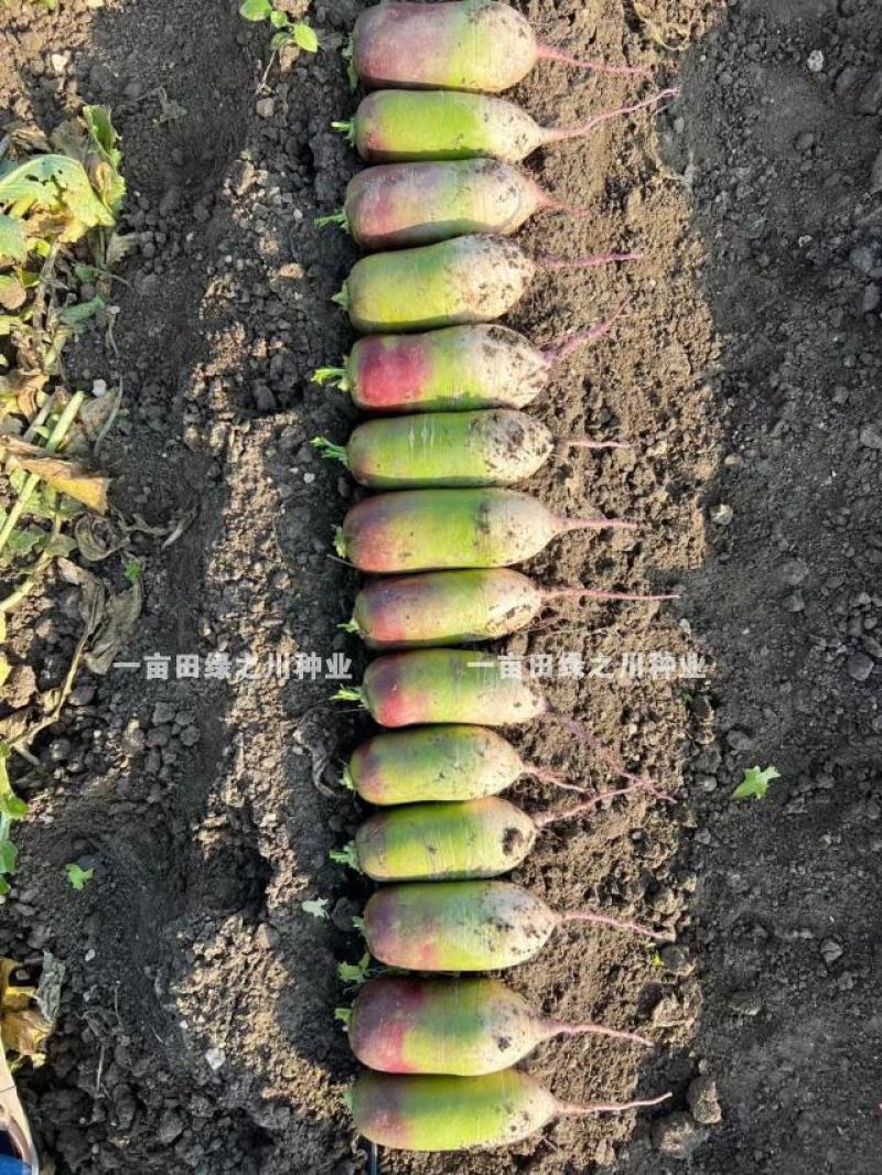 冰激凌甜心萝卜种子冰甜心7号水果萝卜种子冰淇淋萝卜种子