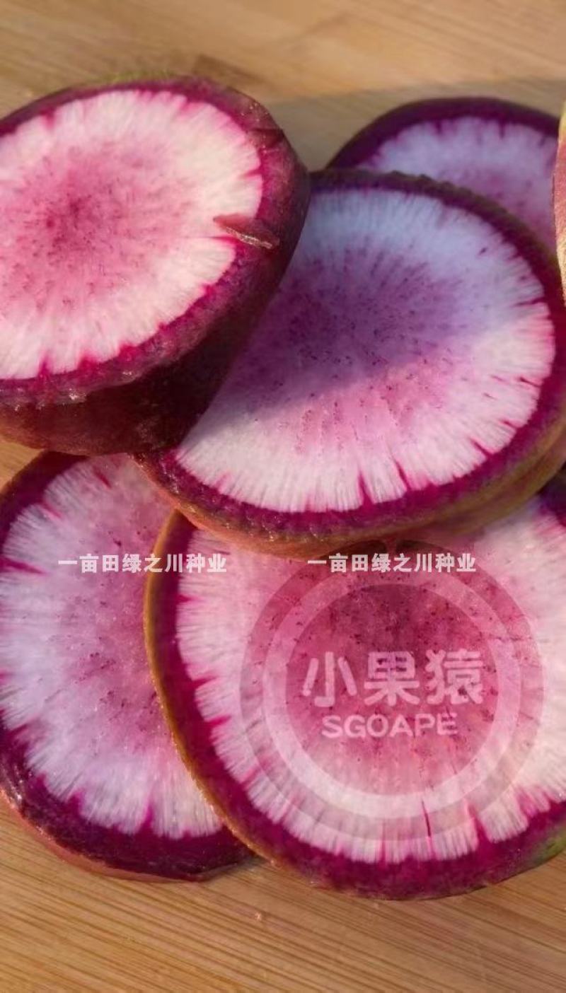 冰激凌甜心萝卜种子冰甜心7号水果萝卜种子冰淇淋萝卜种子